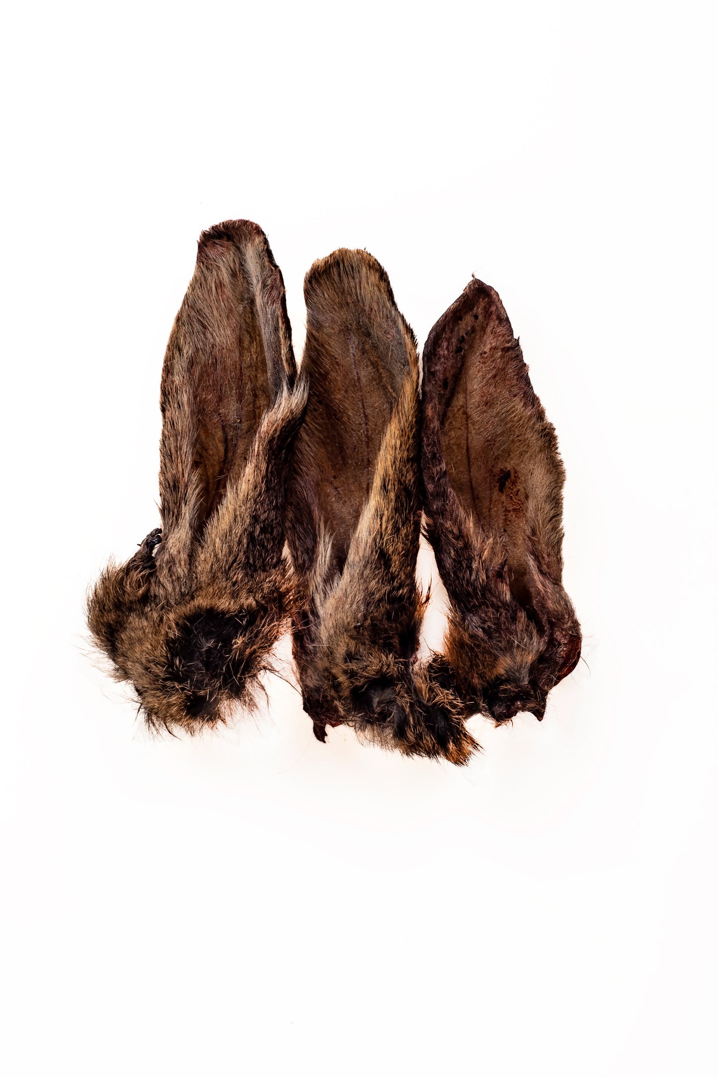 Kangaroo Ears