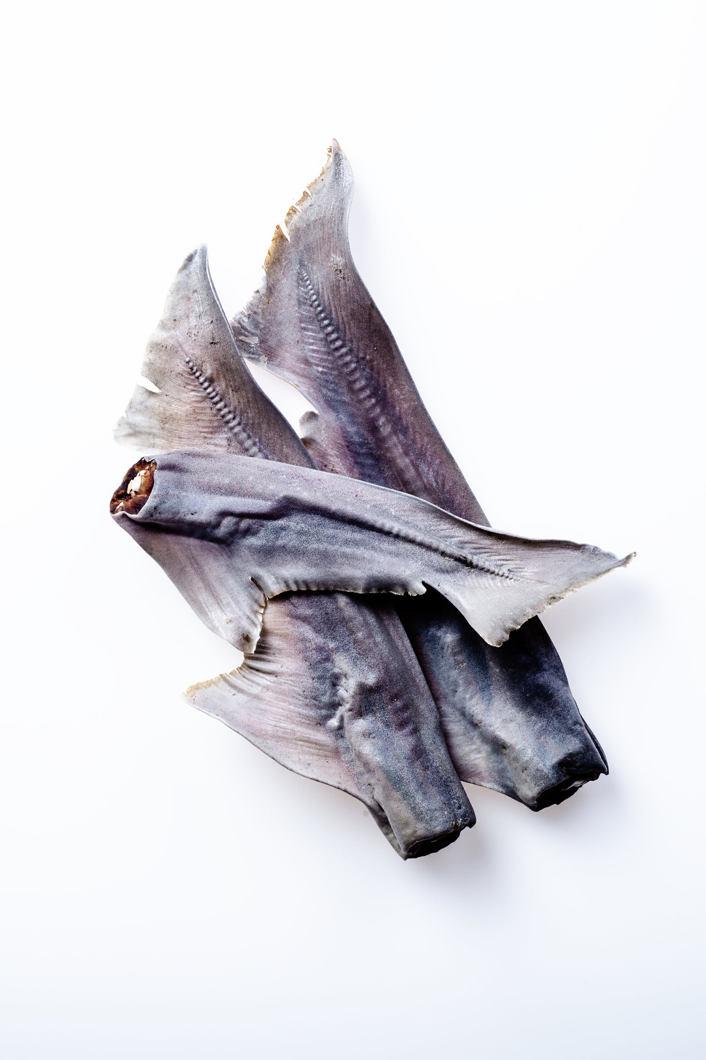 Shark Tails