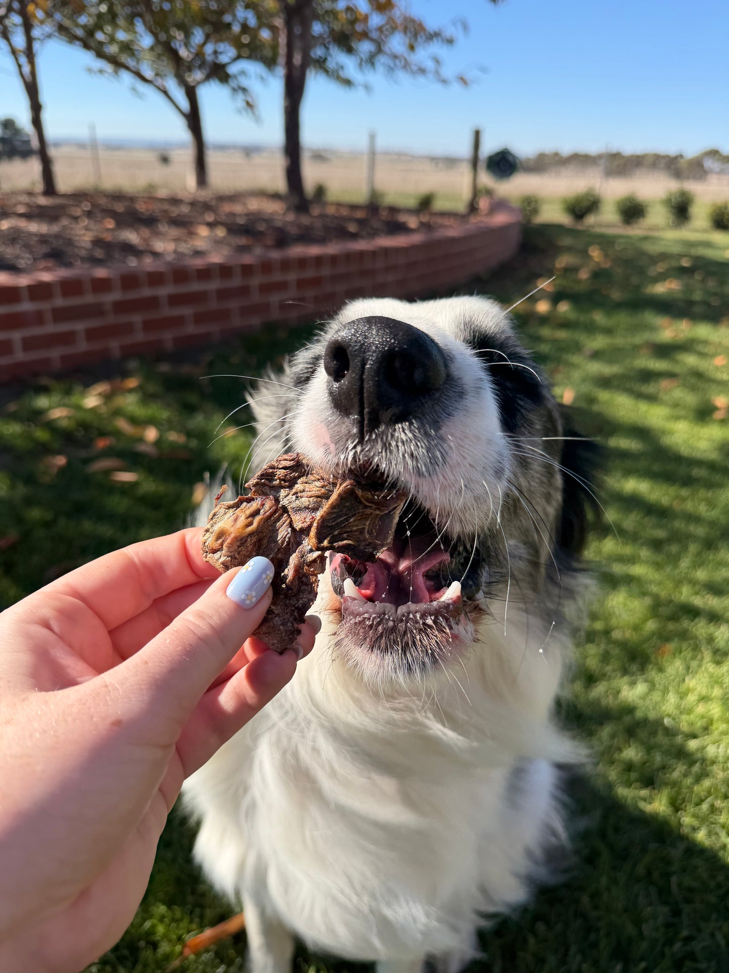 Venison Diced Jerky