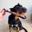 Braided Bully Sticks
