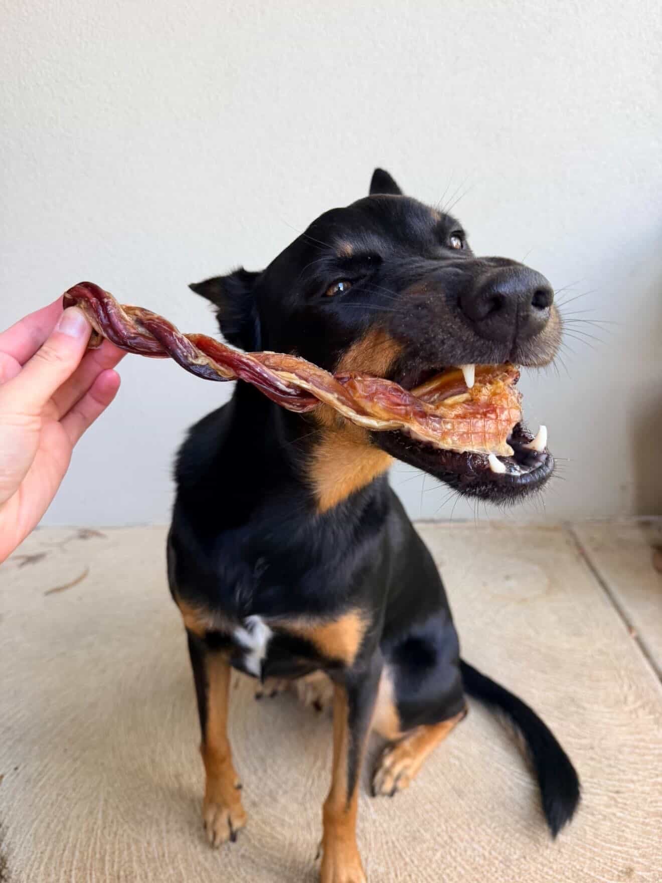 Braided Bully Sticks