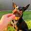 Pig Snouts