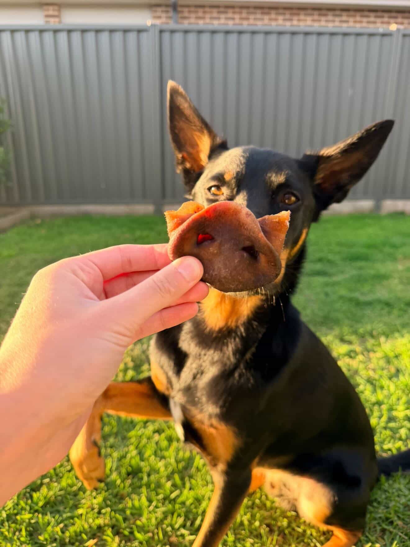 Pig Snouts
