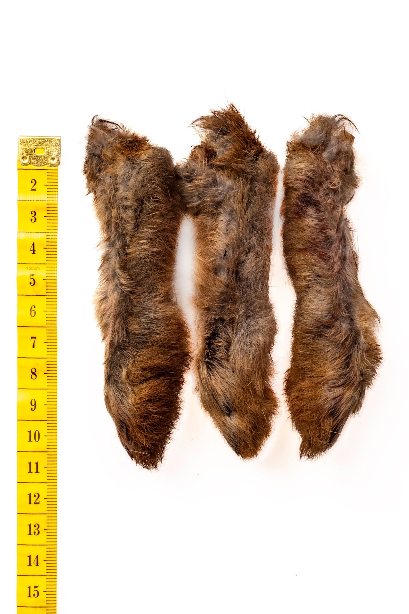 Rabbit Legs