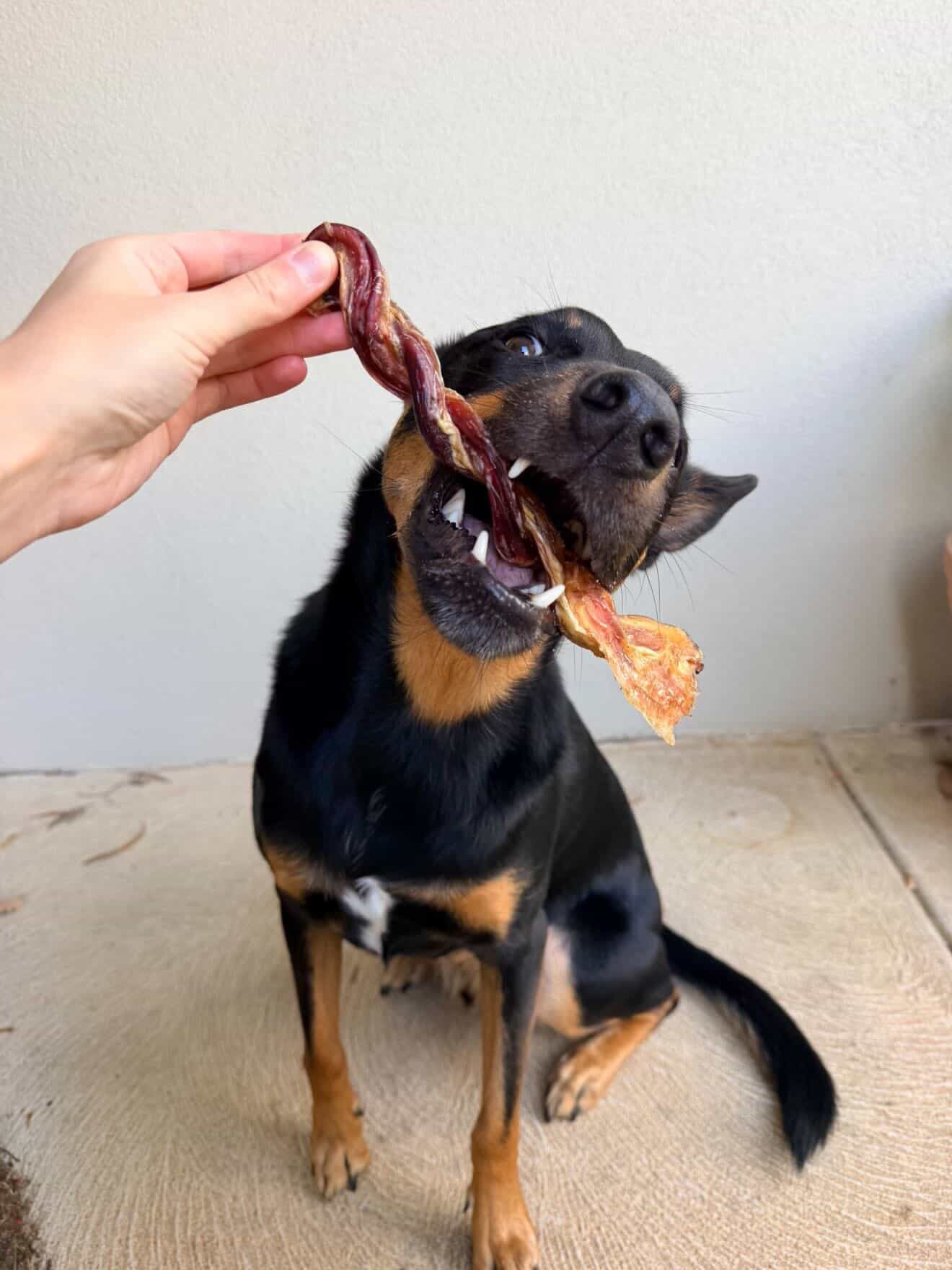Braided Bully Sticks
