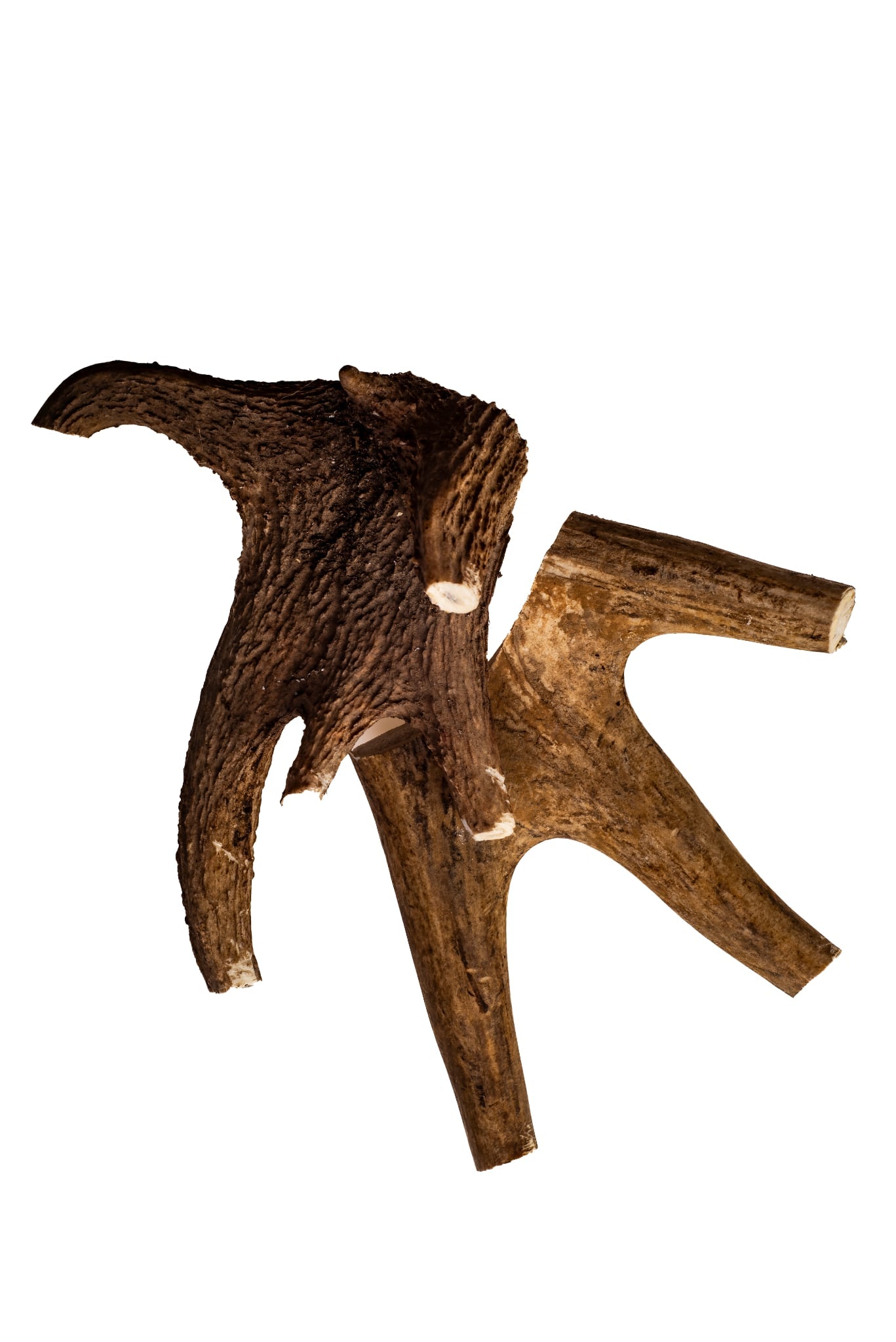 Deer Antler