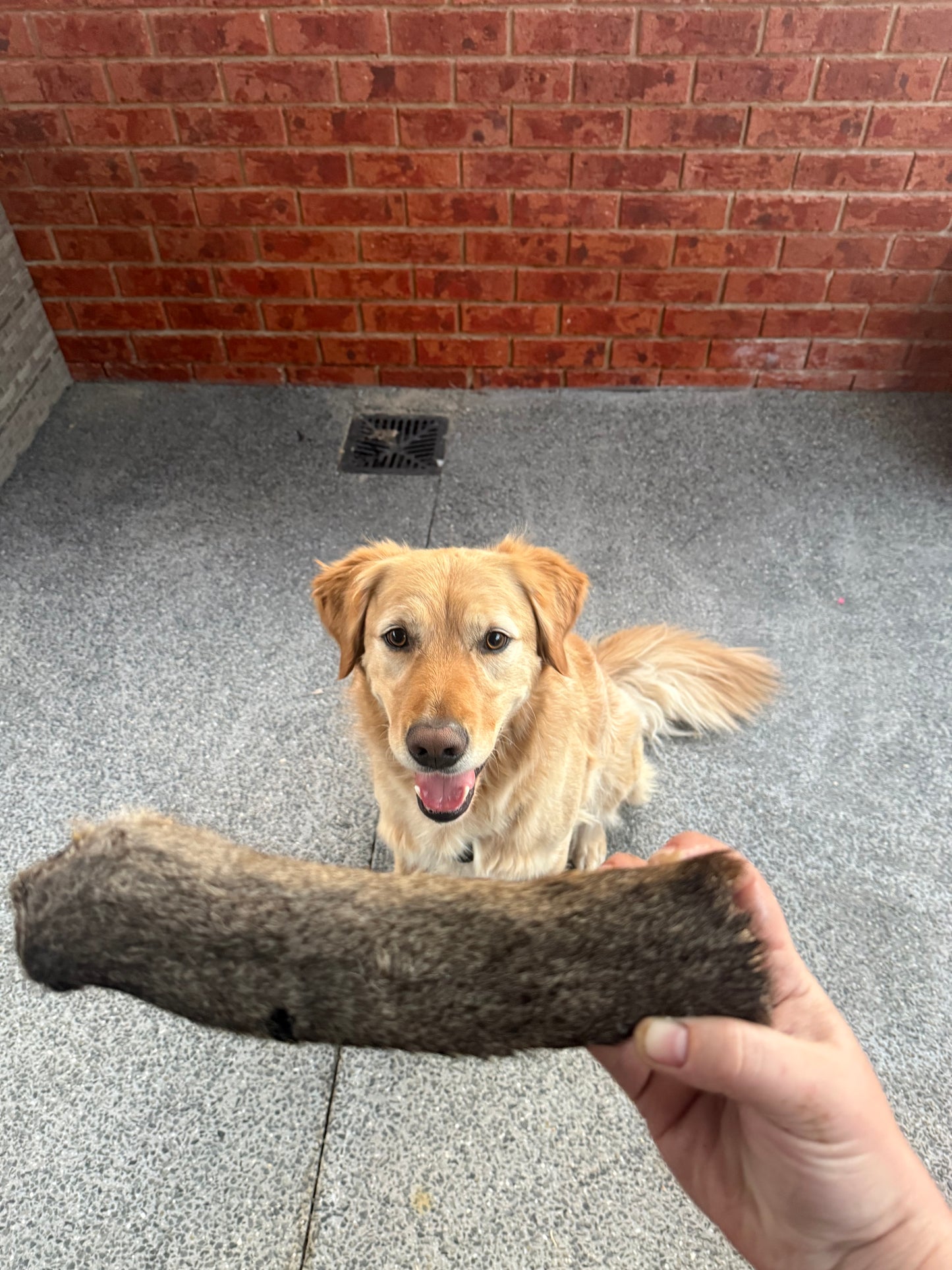 Kangaroo Tail - Fur On