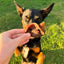 Pig Snouts