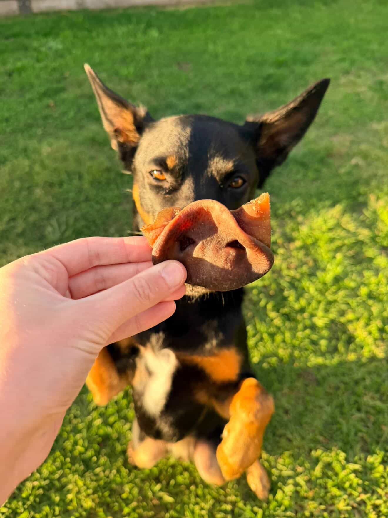 Pig Snouts