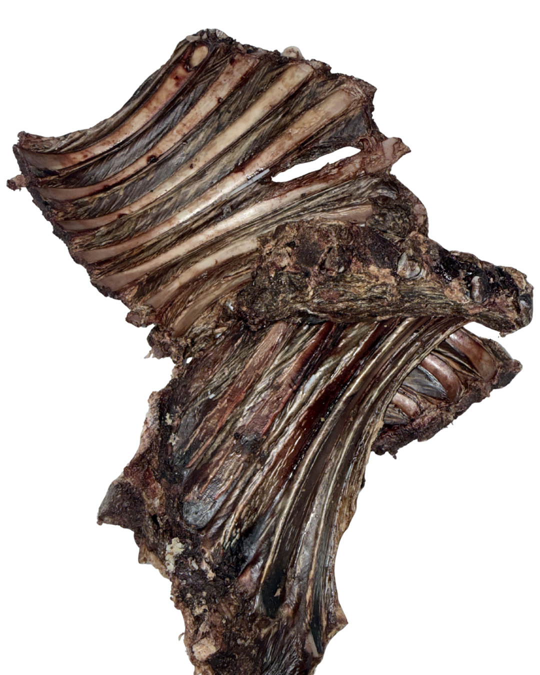 Venison Ribs