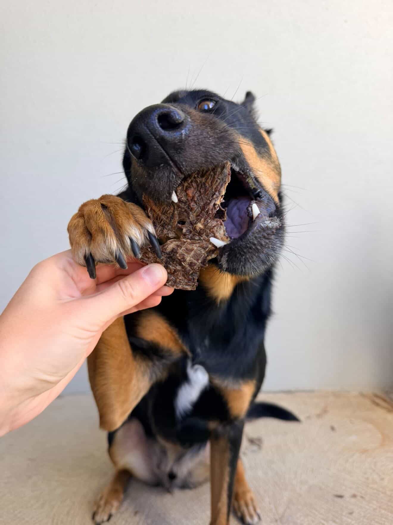 Venison Diced Jerky