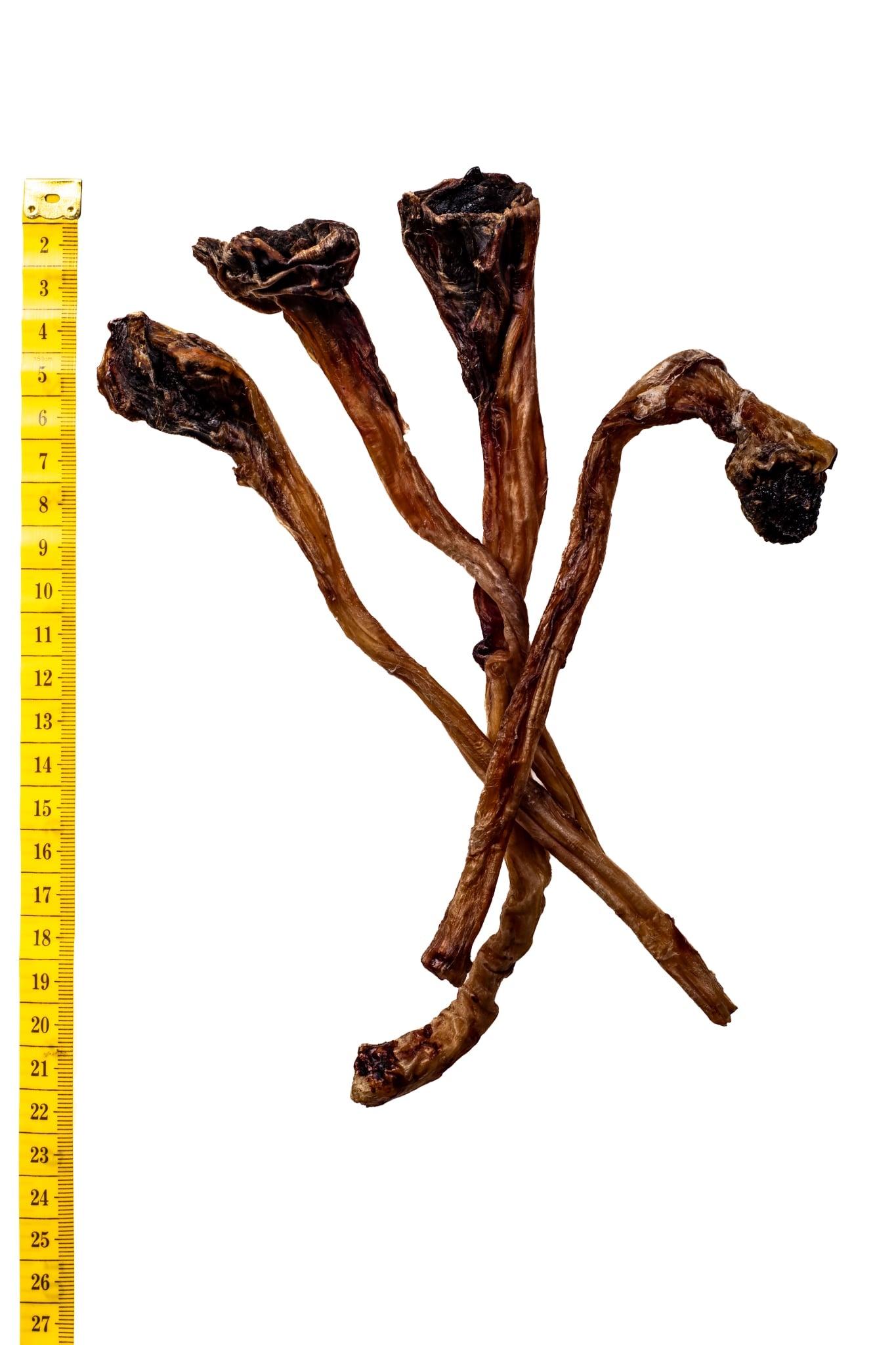 Roo Tendons