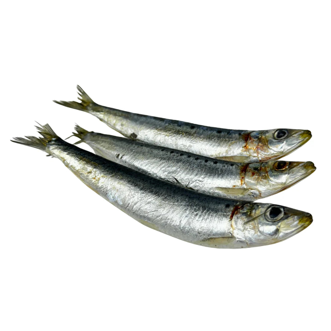 Raw Sardines