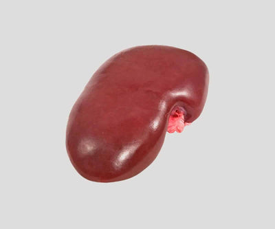 Raw Pig Kidney
