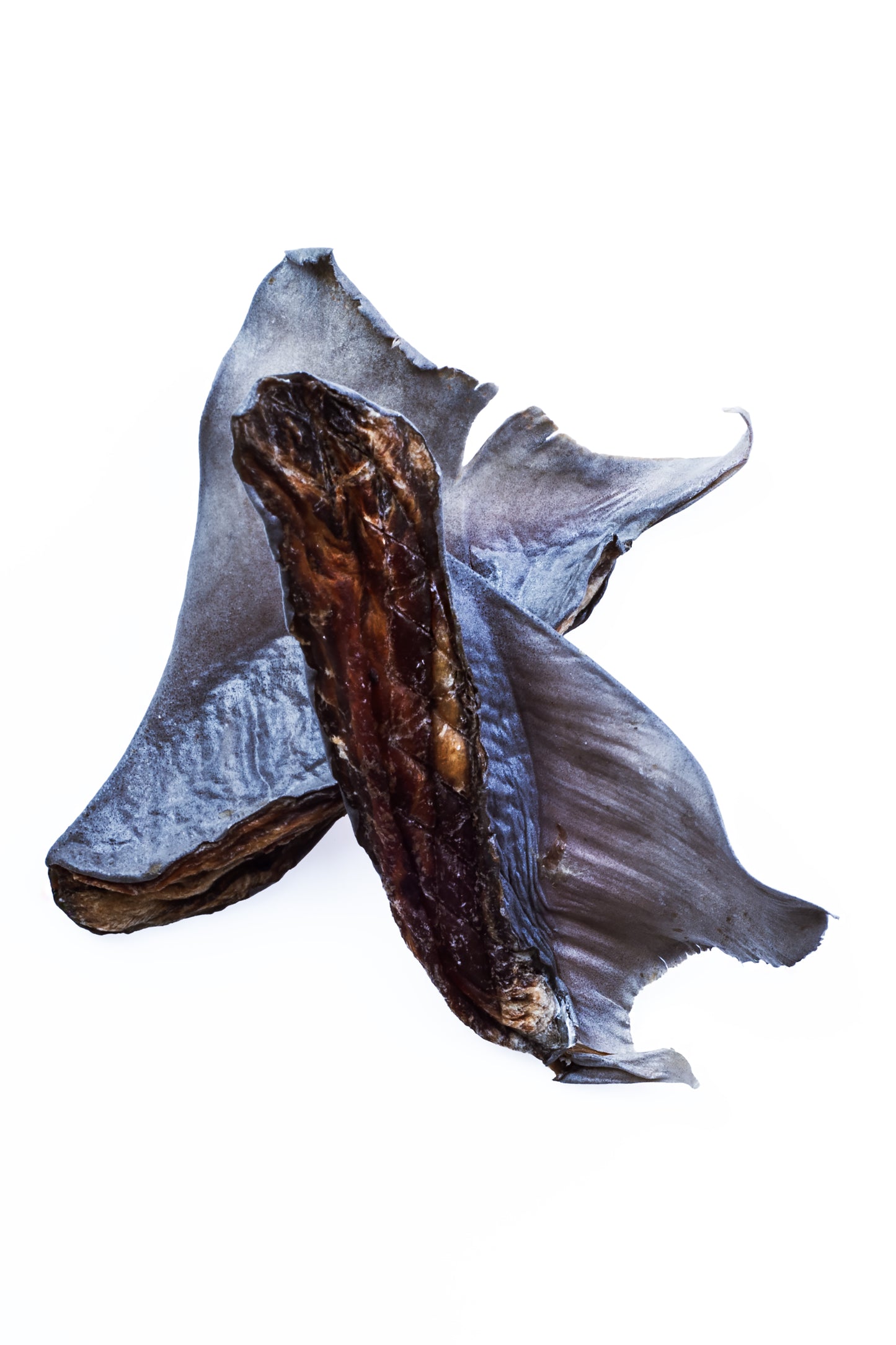 Shark Pieces